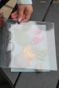 flower pressing